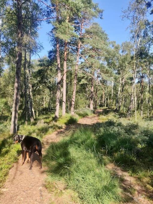15 Min Fran Ullared! Ny Stuga Med Hoeg Standard! Älvsered Zewnętrze zdjęcie